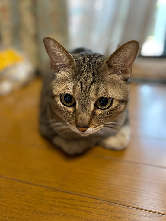 しんのすけくん