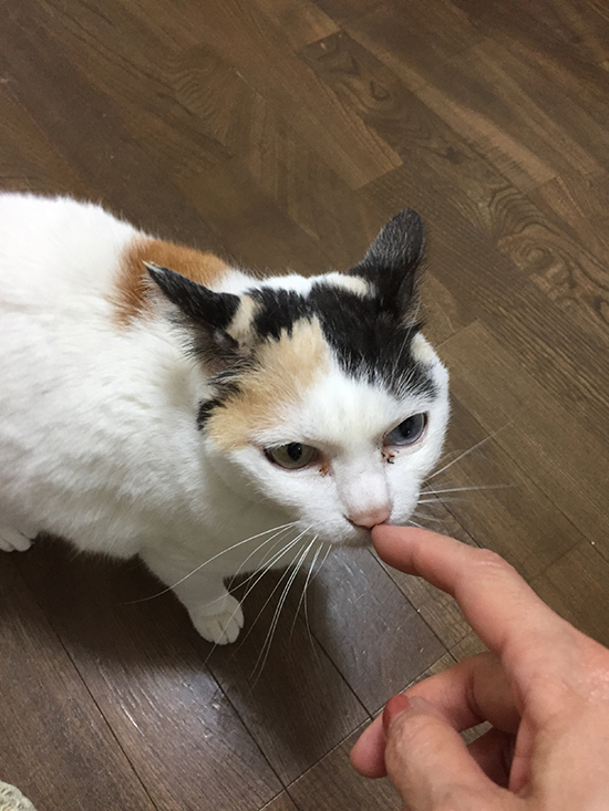 ティアラちゃん