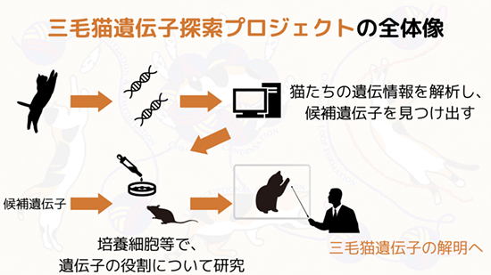 プロフェクトの全体像