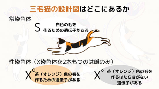 三毛猫の設計図はどこにあるか
