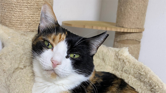 三毛猫顔アップ