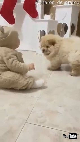 「Baby and Dog Match Outfits || ViralHog」