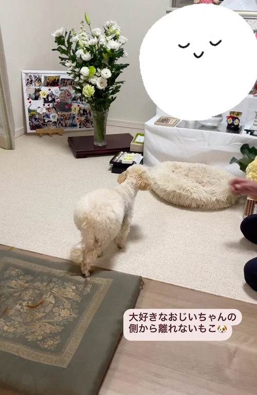 祖父の祭壇の前から離れないワンコ