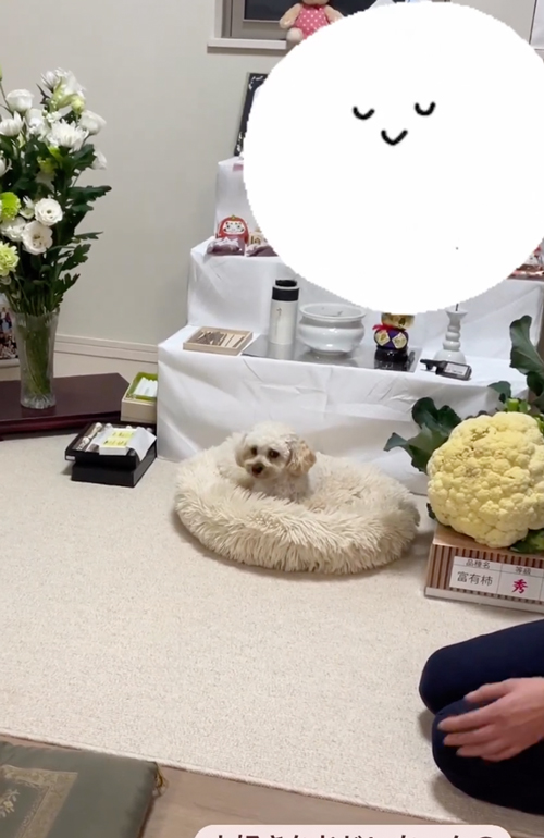 祖父の祭壇の前から離れないワンコ