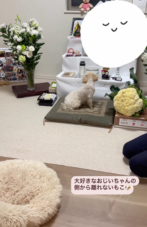 祖父の祭壇の前から離れないワンコ