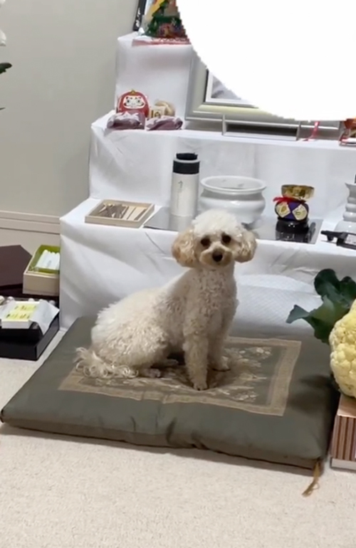 祖父の祭壇の前から離れないワンコ