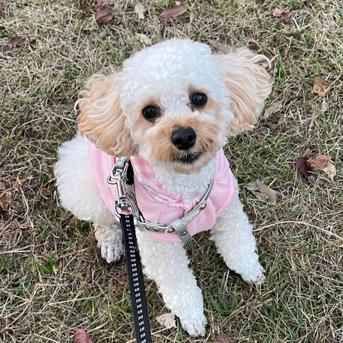 公園でボール遊び