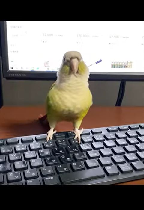 キーボードの上に立つインコ
