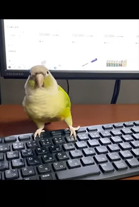 左側に体動かすインコ
