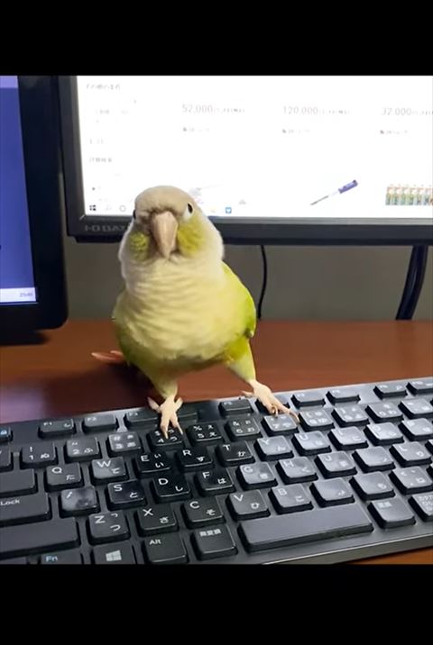 左側に体首伸ばす鳥