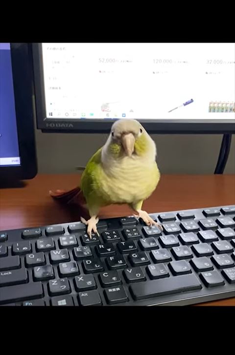 右側に体すぼませる鳥