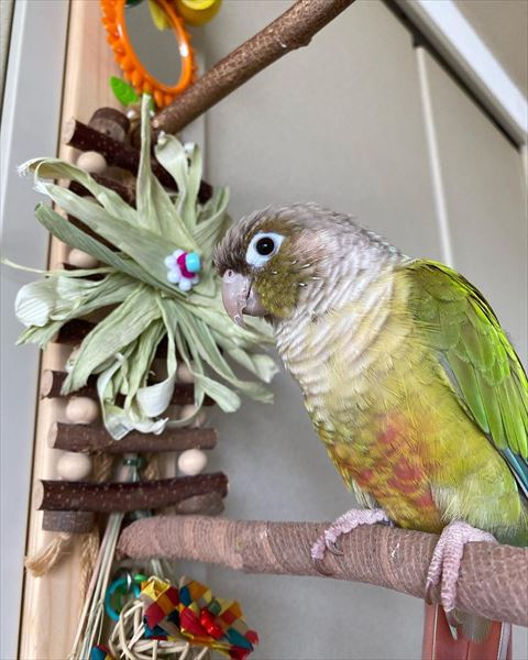 とうもろこしの皮のおもちゃとインコ