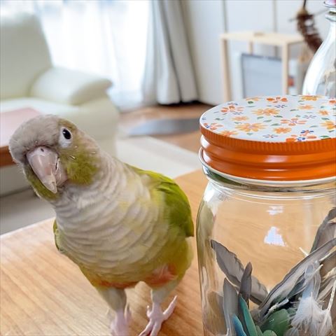 羽の入った瓶とインコ
