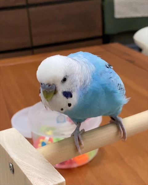 下を見てる青いインコ