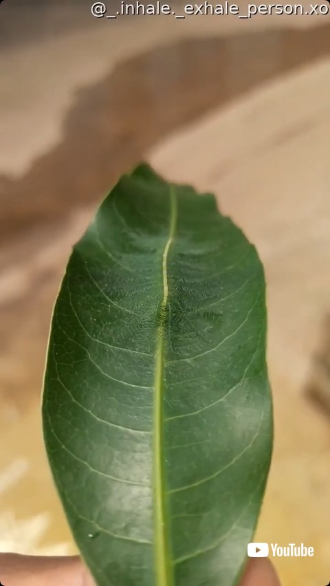 葉っぱの中央で揺れる幼虫