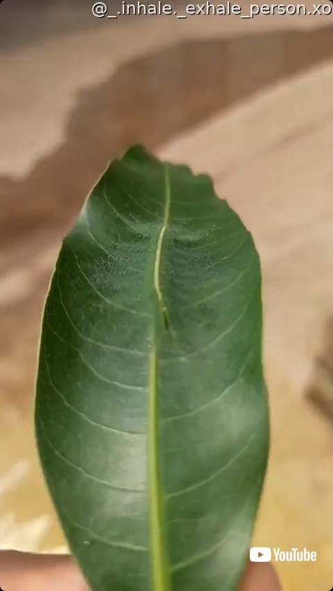 葉の上で揺れる芋虫