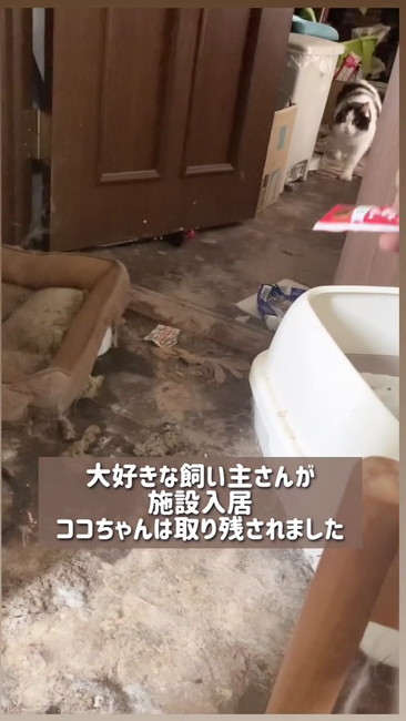 取り残された猫