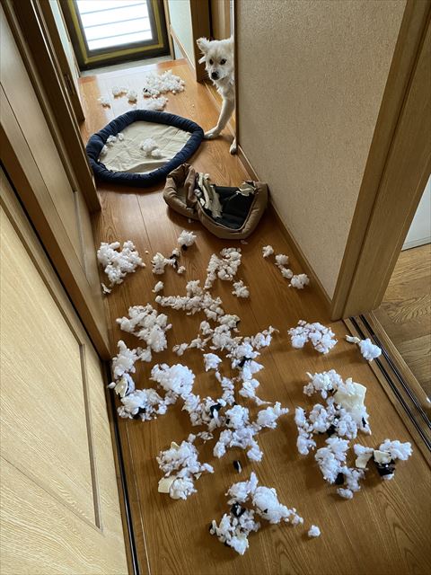 イタズラワンコ