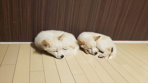 寝る2匹