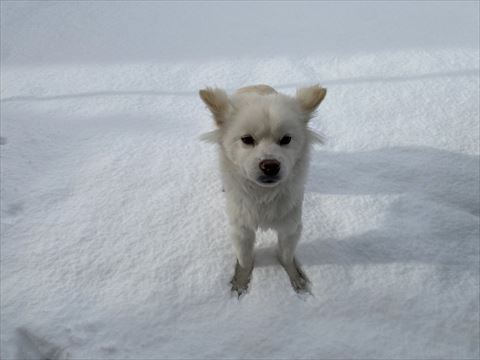 雪の上にワンコ
