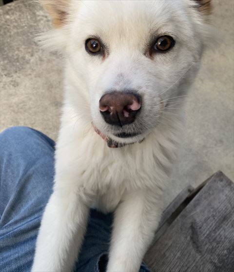 ヒザの上に来るワンコ