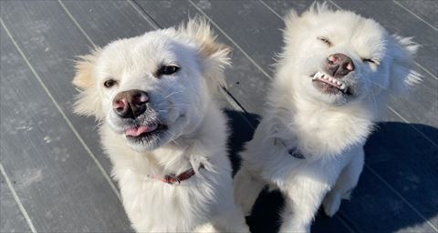 舌だしてる子と歯見せてる子