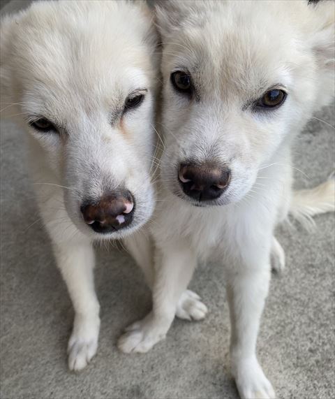 顔寄せる2匹のワンコ