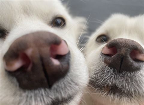 鼻ドアップ2匹