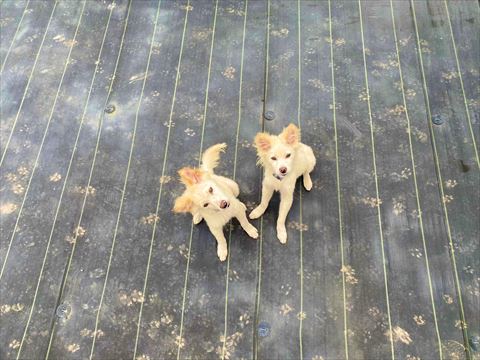 ワンコの足跡たくさん