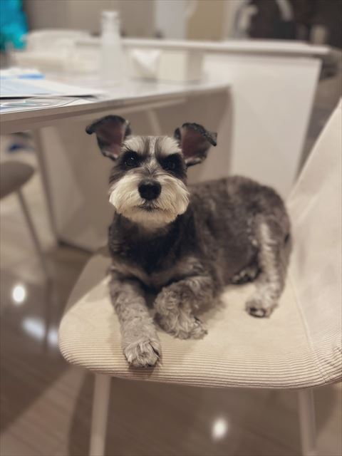 椅子に座って前足曲げてるワンコ