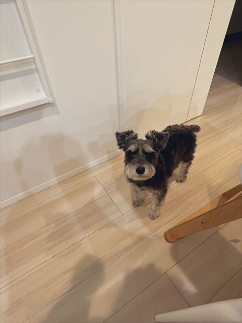 目で訴えてるワンコ