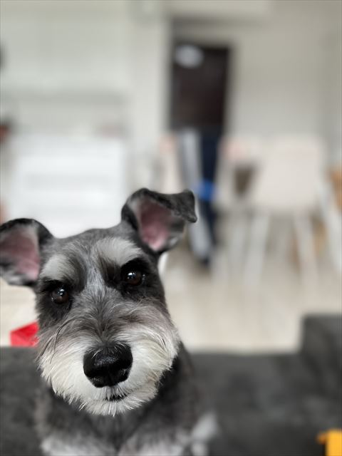 ワンコにピントがあってる写真