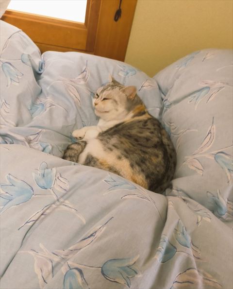 布団にいる猫ちゃん