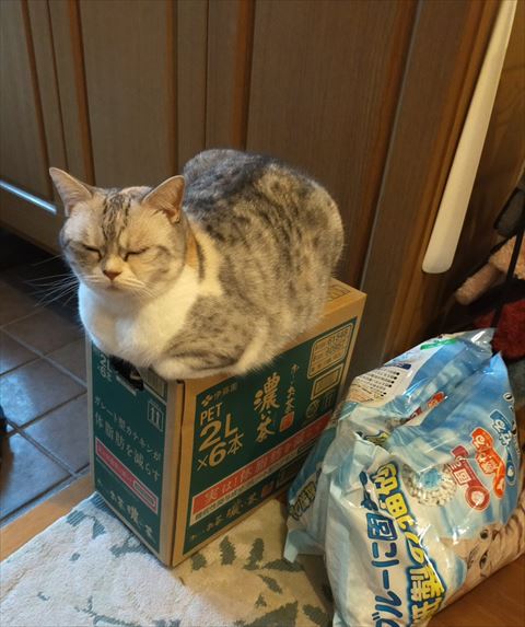 箱の上に乗る猫ちゃん