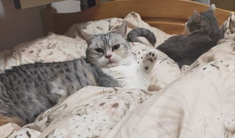 布団で前足あげてるん猫ちゃん