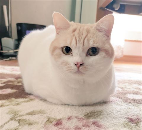 茶白猫香箱座り