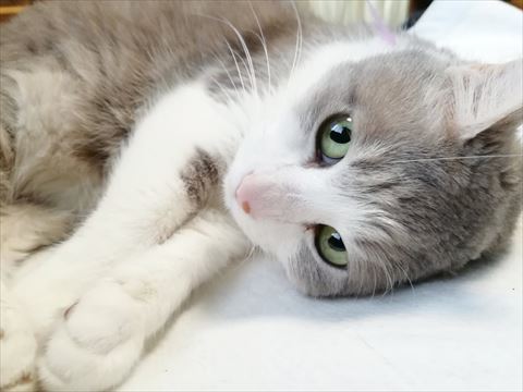 瞳グリーンの猫