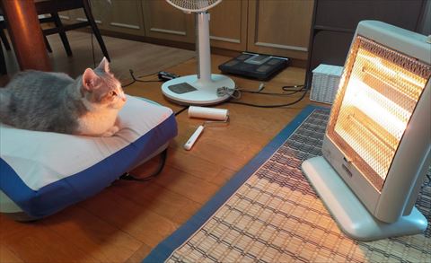 ストーブ近くの座布団ふわる猫ちゃん