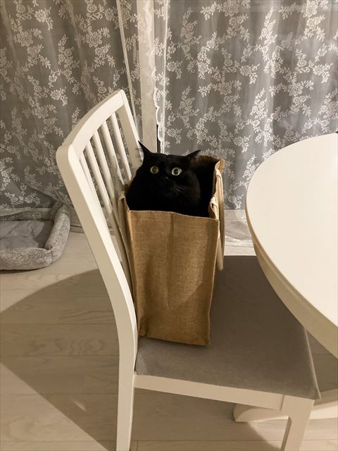 バッグに入ってる黒猫