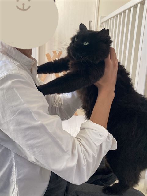 抱っこ拒否してる猫ちゃん