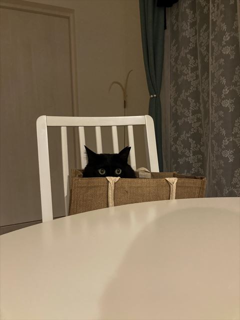 カバンから目だけのぞかせてる