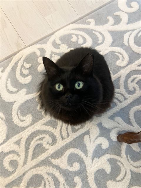 お座りして見上げる猫ちゃん