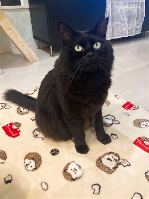 ブランケットの上猫ちゃん