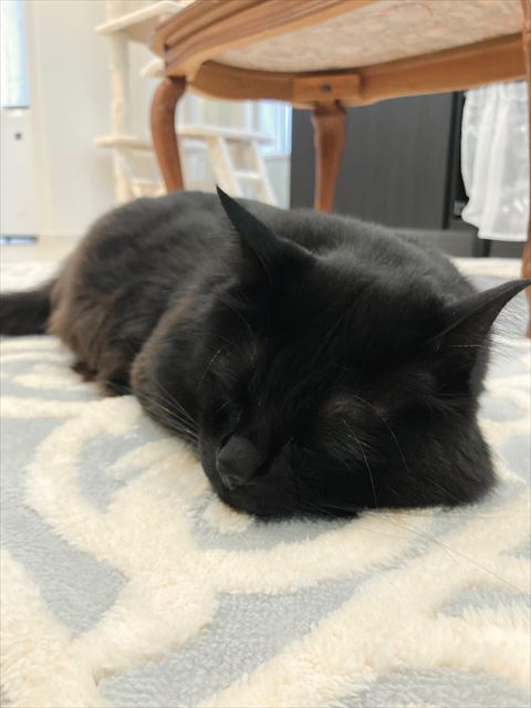 寝てる猫ちゃん