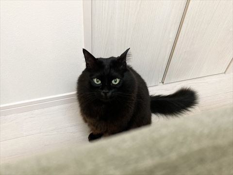 ソファの後ろから見つめてくる猫