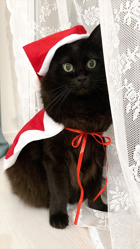 サンタコスしてる猫