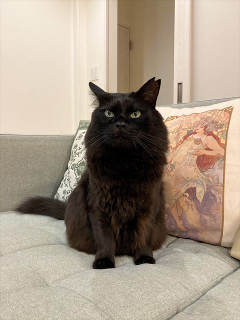 ソファで不機嫌そうな猫ちゃん