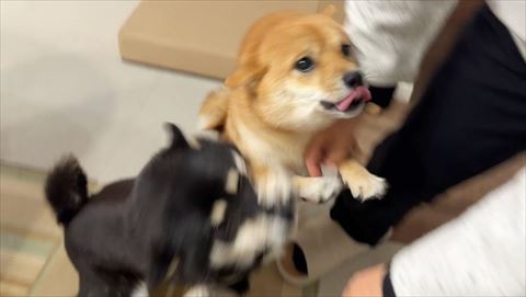 犬たちあいさつ