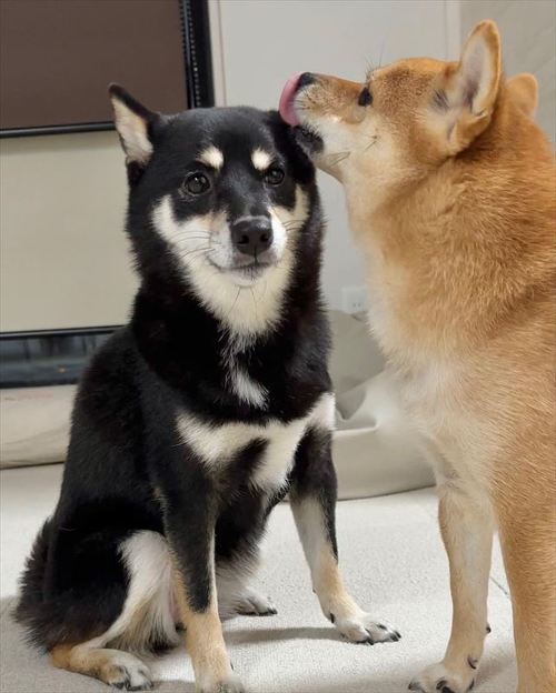 黒柴に顔近づける柴犬