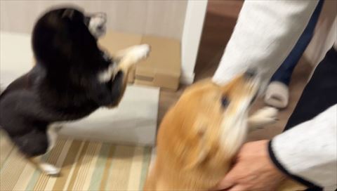 前足のばす姿勢がシンクロ